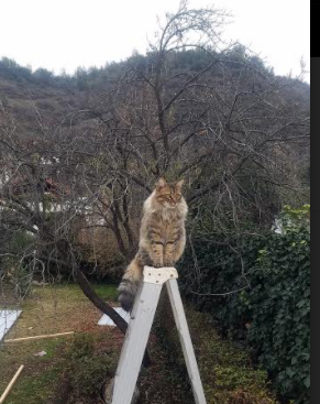 开云·体育官方网站入口-【泰蒂斯新高光】费城年轻明星持续刷新个人纪录，费城多大